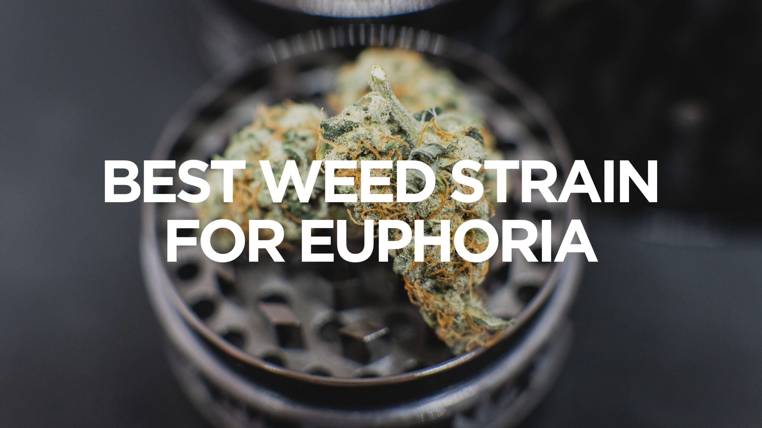 Best Weed Strain for Euphoria Top 22 weed strains for Euphoria